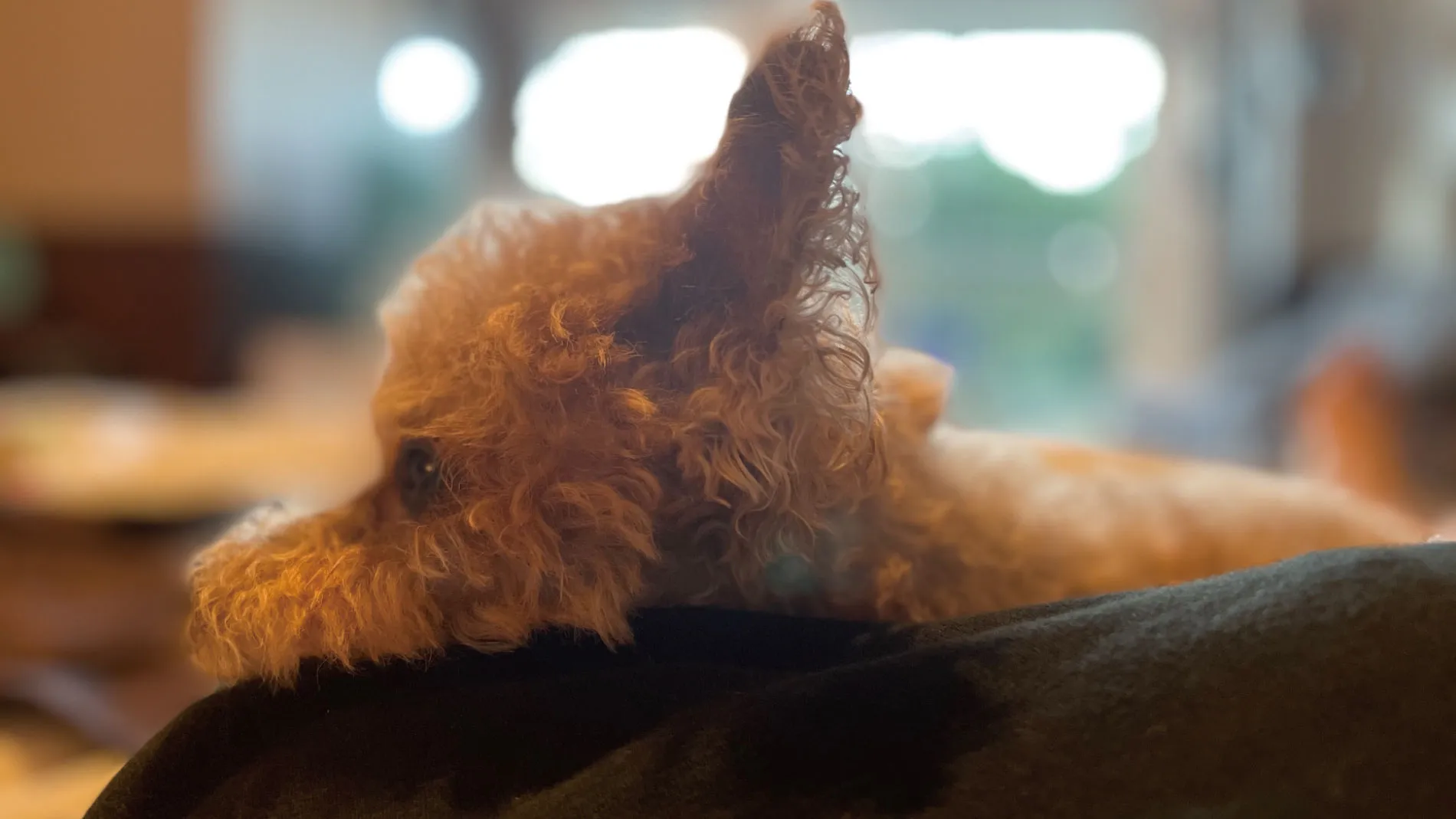 愛犬と散歩
